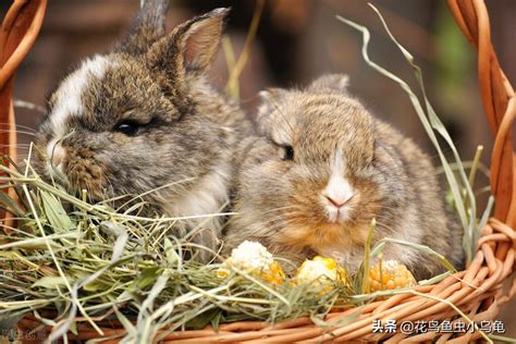 什麼動物可以養|適合室內養的50種動物有哪些